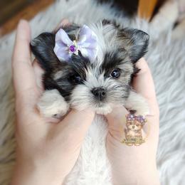 Companion Cross, Havanese, Mal-Shi, Maltese, Maltipoo, Morkie, and Shih Tzu Puppies from Seeking Shalom Acres Maltese, Maltipoos & Havamalts