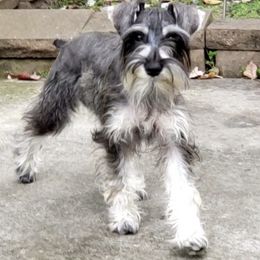 Miniature Schnauzers from McLaren Schnauzers