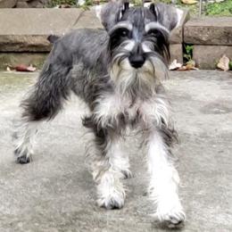 Miniature Schnauzers from McLaren Schnauzers