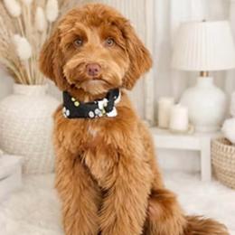 Bo - Goldendoodle