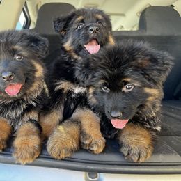 "Shadow and chief litter " German Shepherd Puppies from Von Gonzalez Kennel