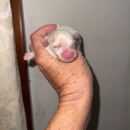 Holly - White female Pomeranian puppy in Avon Park, Florida from Mariska's Pomeranians