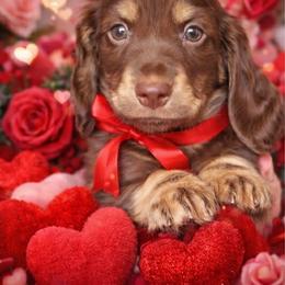 Dachshund puppies from Tiny Teckels Miniature Dachshunds