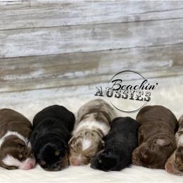 Australian Shepherd Puppies from Beachin' Aussies
