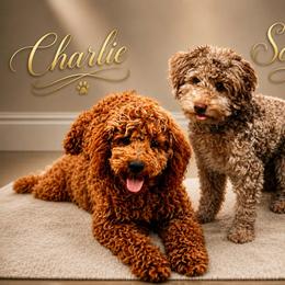 Goldendoodles from House of Doodles