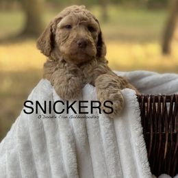 Goldendoodle Puppies from O’Doodle Clan Goldendoodles