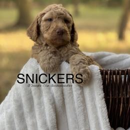 Goldendoodle Puppies from O’Doodle Clan Goldendoodles