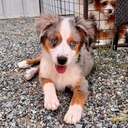 Joy - Blue merle female Miniature Australian Shepherd puppy in Tonasket, Washington from V5 Aussies