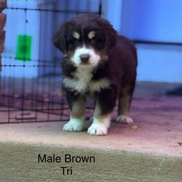 Australian Shepherd Puppies from Folsom’s Wigglebutts