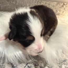 BTM - Black tri-color male Australian Shepherd puppy in Manchester, Iowa from Lone Willow Aussies