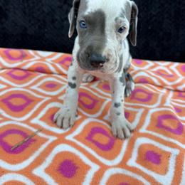 Ward - Harlequin male Great Dane puppy in Russellville, Arkansas from River Valley Great Danes & Miniature Schnauzers