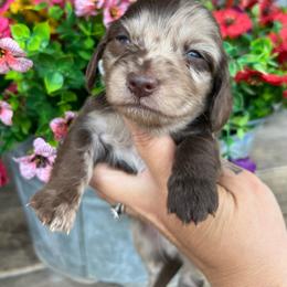 Chocolate dapple - Dapple male Dachshund puppy in Payette, Idaho from NT Mini Doxies