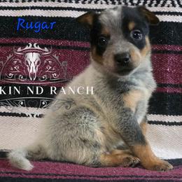 Ruger - Blue male Australian Cattle Dog puppy in Silsbee, Texas from Rockin ND Ranch