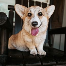 Nilla - Pembroke Welsh Corgi