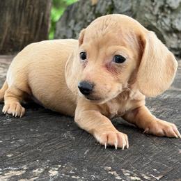 Harrison - Red male Dachshund puppy in Industry, Illinois from KDKs Kennels