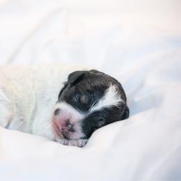 Lorelei - Tri-color female Bernedoodle puppy in Longview, Texas from Furry Tail Doodles