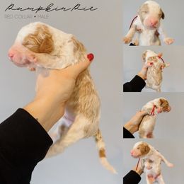 Pumpkin Pie - Fawn and white male Sheepadoodle puppy in Republic, Missouri from DOOD & Co