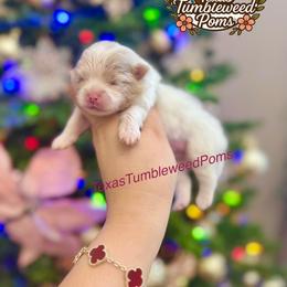 Rhett - Chocolate merle male Pomeranian puppy in Eagle Pass, Texas from Texas Tumbleweed Poms