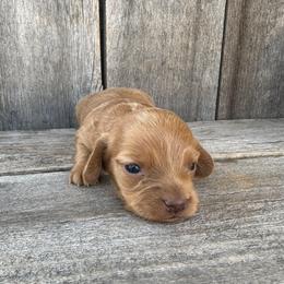 Izzy - Red female Dachshund puppy in South Willard, Utah from Doxies in the Sun