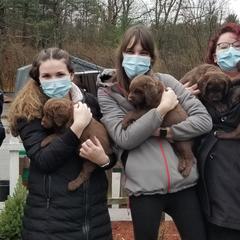 Chesapeake Bay Retrievers from Primrose Cottage Farm