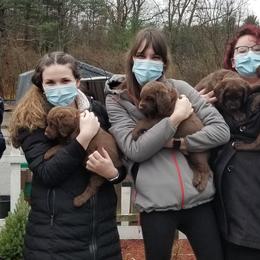 Chesapeake Bay Retrievers from Primrose Cottage Farm