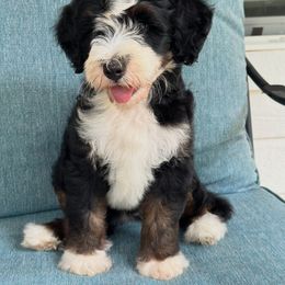 Girl 1 - Tri-color female Bernedoodle puppy in Waco, Texas from Blessings Pups Doodles