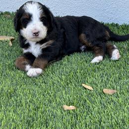 Bernedoodle Puppies from Sixlittles and Bernedoodles