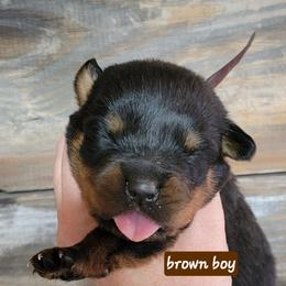 Brown boy - Black and mahogany male Rottweiler puppy in Custer County, Oklahoma from Rough Creek Kennels