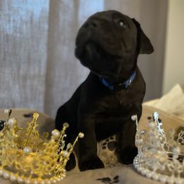 Cane Corso and Lowchen Puppies from High Royal Kennel