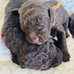 Goldendoodle Puppies from Daisy Mae Doodles