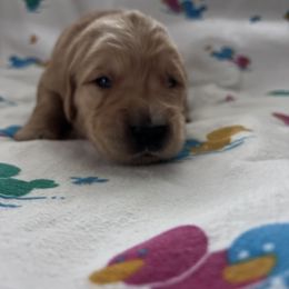 Black 11 - Dark golden Golden Retriever puppy in Mills River, North Carolina from Appalachian Dog Training LLC