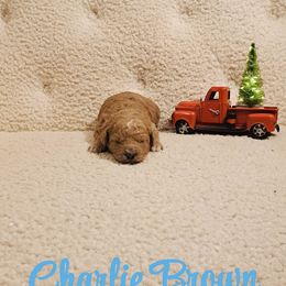 Charlie Brown - Red  male Goldendoodle puppy in Estesburg, Kentucky from Wet Goldendoodle Kisses