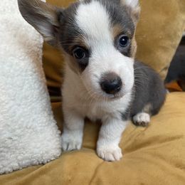 Girl 2 - Pembroke Welsh Corgi puppy in Hinton, Oklahoma from Corgi Farms