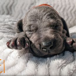 Girl 4 - Blue Weimaraner puppy in Jupiter, Florida from Khepri Weimaraners