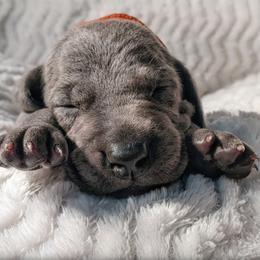 Girl 4 - Blue Weimaraner puppy in Jupiter, Florida from Khepri Weimaraners