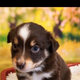 Calcifer - Red tri male Miniature Australian Shepherd puppy in Macomb, Missouri from Faunus Farms and Aussies