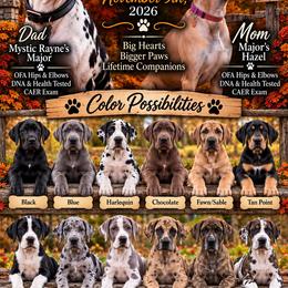 Great Dane puppies from AEW Farm