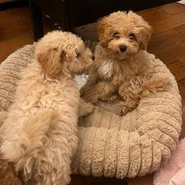 Jasper - Green - male Cavapoochon puppy in Fairmont, West Virginia from Robin Nelson