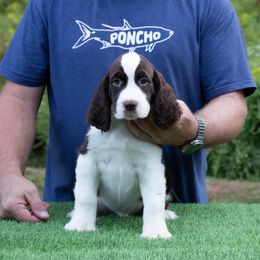 Jed - Liver and white male English Springer Spaniel puppy in Manchester, Kentucky from Appalachian Kennels