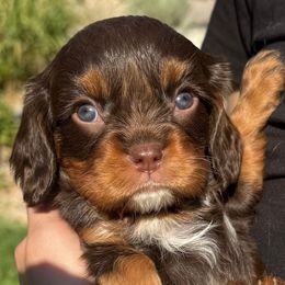 Bently - Chocolate male Cavalier King Charles Spaniel puppy in Draper, Utah from Cavachon Love Chocolate Cavaliers, Cavaliers, Cavachon’s, Cavapoos