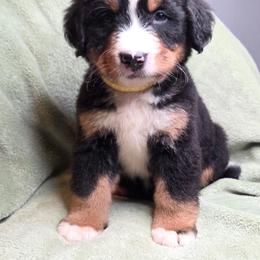 Amanda--Yellow collar - Black rust and white female Bernese Mountain Dog puppy in Greenwood, Delaware from A&A Greenwood Puppies