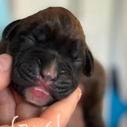 Girl 1 - Boxer puppy from Buzzard's Bay Boxers
