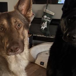 German Shepherds from Urekar Haus