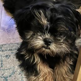 Shih Tzus from B-S Acres
