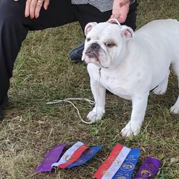 Girl 1 - White Bulldog puppy in Ottawa, Ohio from Hermy's Bulldogs