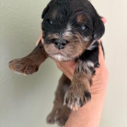 Whiskey - Blue merle male Bernedoodle puppy in Carlotta, California from Lost Coast Bernese Mountain Dogs