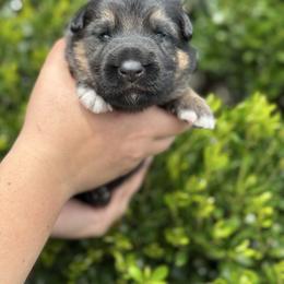 Bubbles - Black and tan female German Shepherd puppy in Warwick, Rhode Island from Karma Kennels