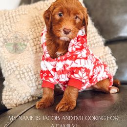 Jacob - Red  male Goldendoodle puppy in Ocoee, Tennessee from Liberty Creek Farms