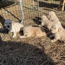 Golden Retriever Puppies from Riverstone Goldens