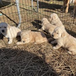 Golden Retriever Puppies from Riverstone Goldens